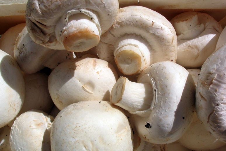 Edible mushrooms in a healthy diet