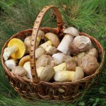 Edible-Fungi