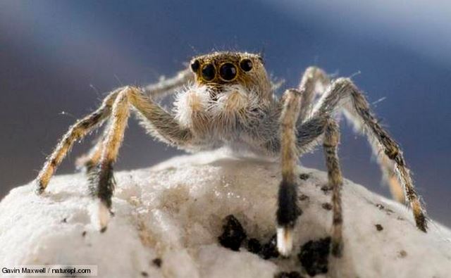 Himalayan_Jumping_Spider