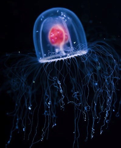 Immortal Jellyfish
