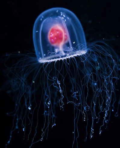 Immortal jellyfish