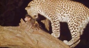 leopard_baby_monkey, leopard_baby_monkey_video, leopard_baboon_video, mother_leopard, leopard_adopts_baby_monkey, leopard_monkey