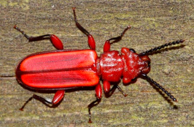 Red_Flat_Bark_Beetle