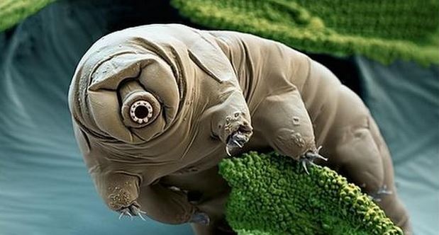 Tardigrade