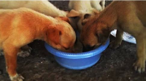 Life_Lessons_from_dogs_1