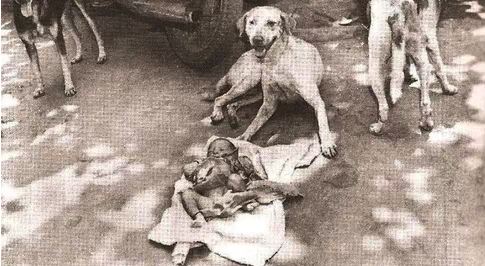 Life_Lessons_from_dogs_10