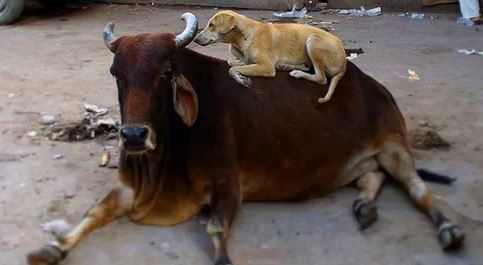 Life_Lessons_from_dogs_12