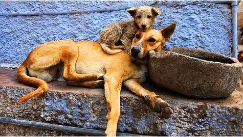 Life_Lessons_from_dogs_15