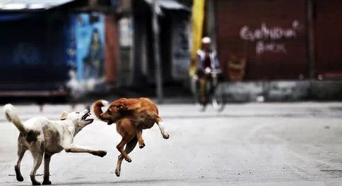Life_Lessons_from_dogs_16
