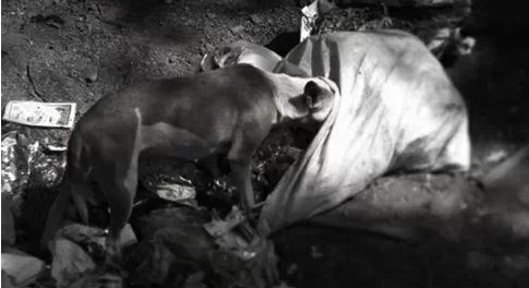 Life_Lessons_from_dogs_2