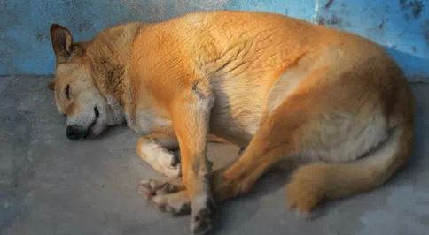 Life_Lessons_from_dogs_3