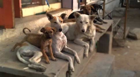 Life_Lessons_from_dogs_4