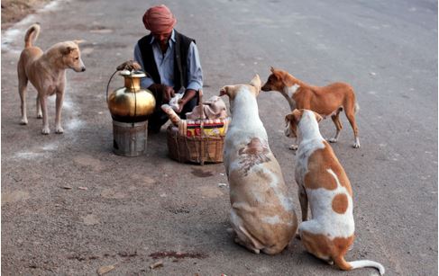 Life_Lessons_from_dogs_5