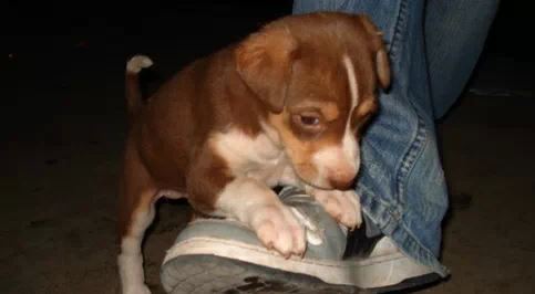 Life_Lessons_from_dogs_7
