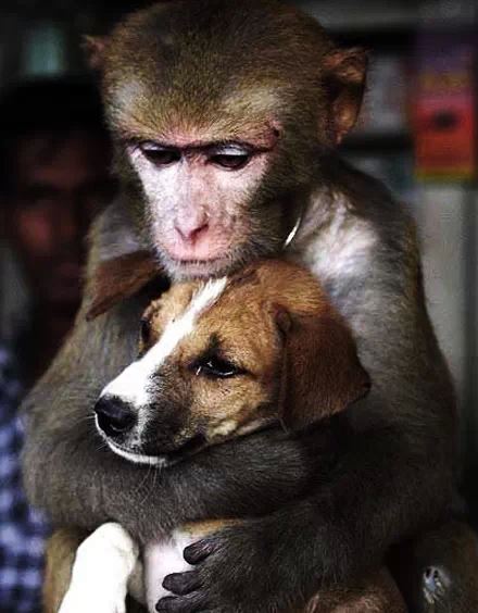 Life_Lessons_from_dogs_8