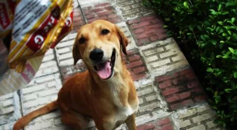 Life_Lessons_from_dogs_9