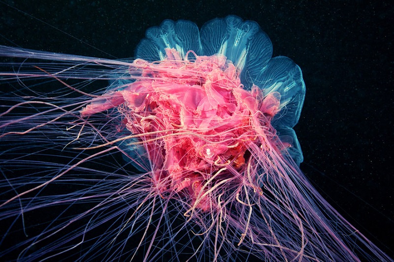 underwater_photos_alexander_semenov