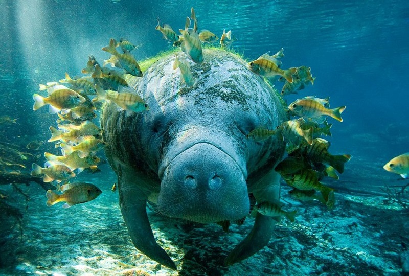 Underwater_photos_animals