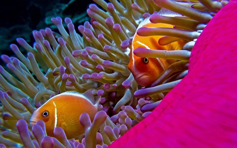 Underwater_photos_bright_pink_fishes