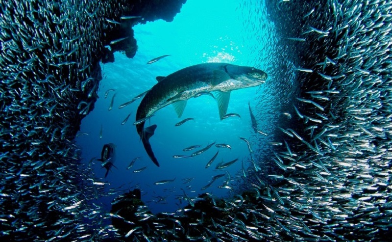 Underwater_photos_feeding_on_the_school