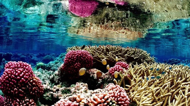 underwater_photos_great_barrier_reef