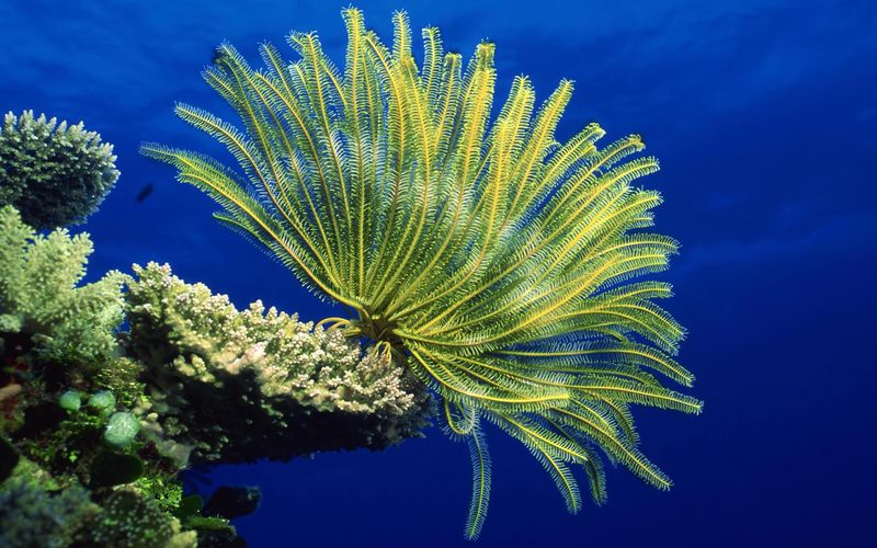 underwater_photos_great_barrier_reef_rocky