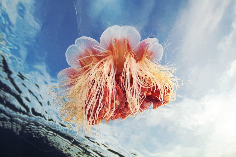 Underwater_photos_jellyfish