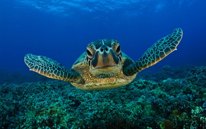 Underwater_photos_sea_turtle