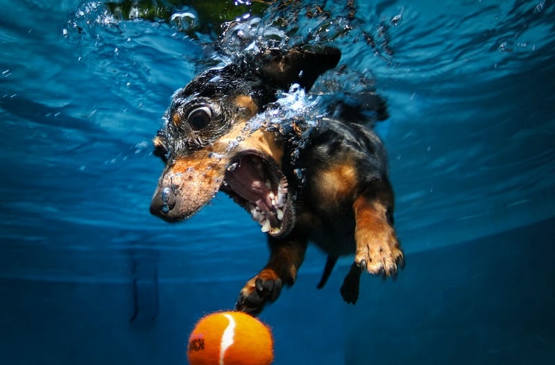 Underwater_photos_seth_casteel_underwater_dog