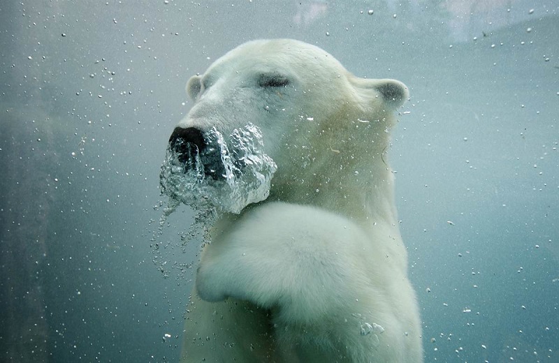 Underwater_photos_swimming_polar_bear