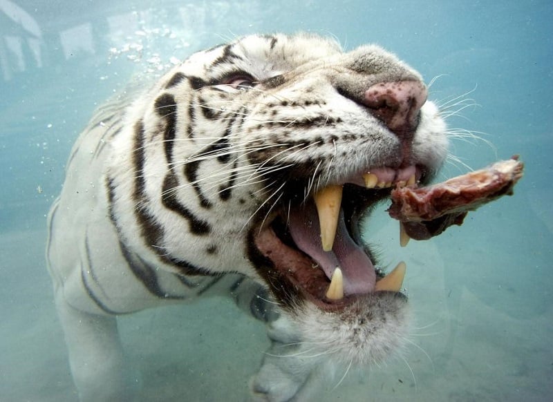 Underwater_photos_white_tiger_meat