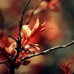 Autumn-Leaves-l-816×544