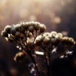 dry-plant-flowers