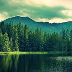 pine-trees-near-mountain-lake