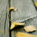 fallen-leaves-on-the-wood