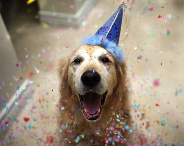 dog lover,dogs,man's best friend,dog is the man's best friend,dog’s wagging tail,go home,pets are family,cuter than babies,puppy eyes,people who are dog lovers,understand everything you say,eat, sleep and dance with your dog,your little babies,feeling low
