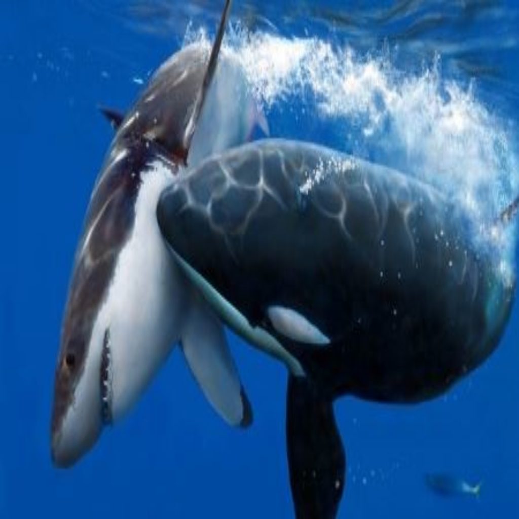 killer-whale-vs-great-white-orca-kills-shark-and-wins-fight-reckon-talk