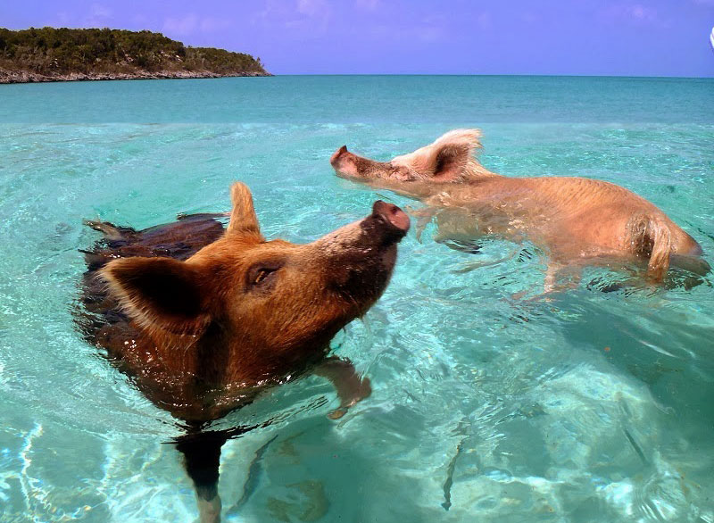 Amazing islands, pig island, big major cay island, bahamas, pig beach, christopher dorobek, dennis walsh
