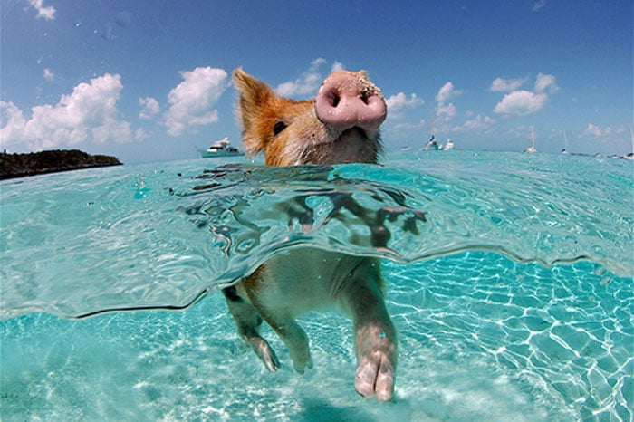 Amazing islands, pig island, big major cay island, bahamas, pig beach, christopher dorobek, dennis walsh