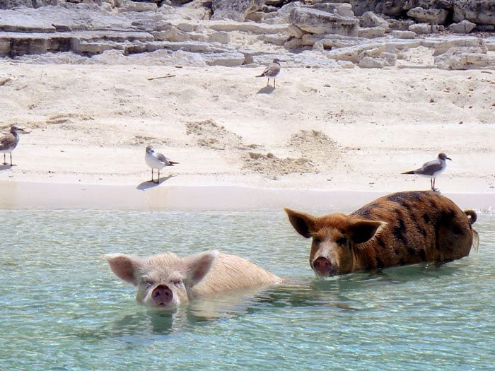 amazing islands, pig island, big major cay island, bahamas, pig beach, Christopher Dorobek, Dennis Walsh