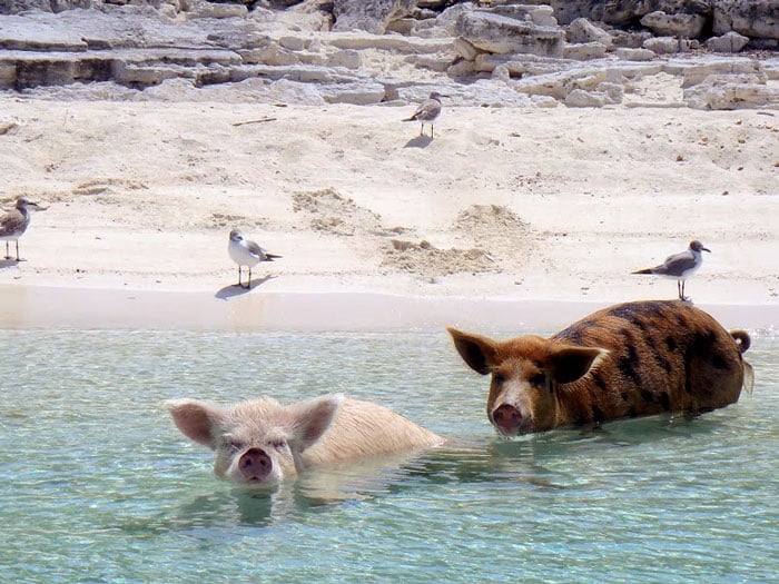 Amazing islands, pig island, big major cay island, bahamas, pig beach, christopher dorobek, dennis walsh