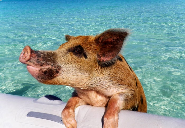 amazing islands, pig island, big major cay island, bahamas, pig beach, Christopher Dorobek, Dennis Walsh