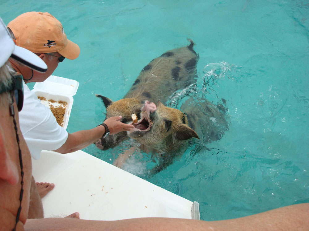 amazing islands, pig island, big major cay island, bahamas, pig beach, Christopher Dorobek, Dennis Walsh