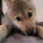 Wolf Pup Will Hiccup Its Way Into Your Heart
