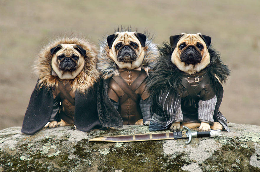 game of thrones,got,pugs,Robb Stark, Ned Stark and Jon Snow,King Joffrey,Tyrion Lannister,Daeneys Targaryen,Grand Maester Pycelle and Oberyn Martell,Petyr Baelish aka Littlefinger,Varys,Tyrion Lannister, Daenerys Targaryen and Jon Snow,pugs of westeros