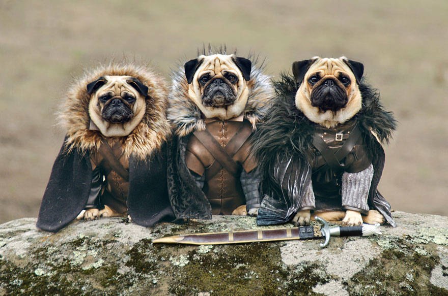 Game of thrones,got,pugs,robb stark, ned stark and jon snow,king joffrey,tyrion lannister,daeneys targaryen,grand maester pycelle and oberyn martell,petyr baelish aka littlefinger,varys,tyrion lannister, daenerys targaryen and jon snow,pugs of westeros