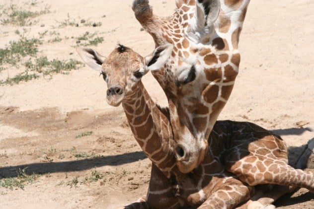 Omg, omg facts, animal facts, giraffes facts, african animals, cool facts, cool giraffes, lol facts, lol, fun facts about giraffes, bizarre giraffes, beautiful creatures, inspiring creatures, awkward giraffes, 10 hilarious facts, 10 animal facts,