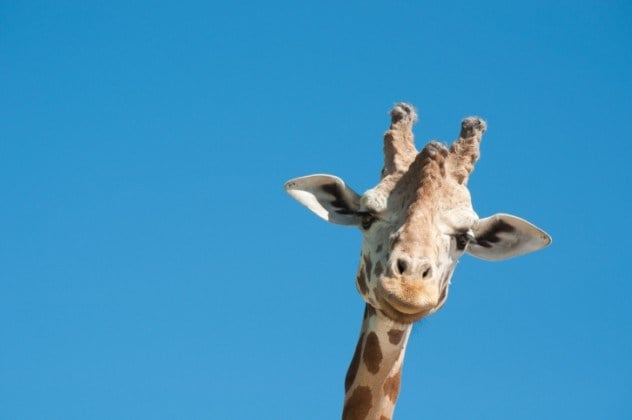 10 Interesting Fact About Giraffes | African Animal That you should Know |  Reckon Talk
