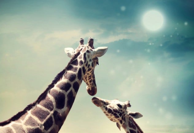 10 Interesting Fact About Giraffes | African Animal That you should Know |  Reckon Talk