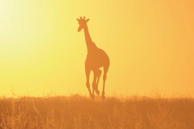 omg, omg facts, animal facts, giraffes facts, african animals, cool facts, cool giraffes, lol facts, lol, fun facts about giraffes, bizarre giraffes, beautiful creatures, inspiring creatures, awkward giraffes, 10 hilarious facts, 10 animal facts,